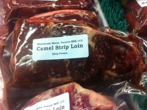 camel